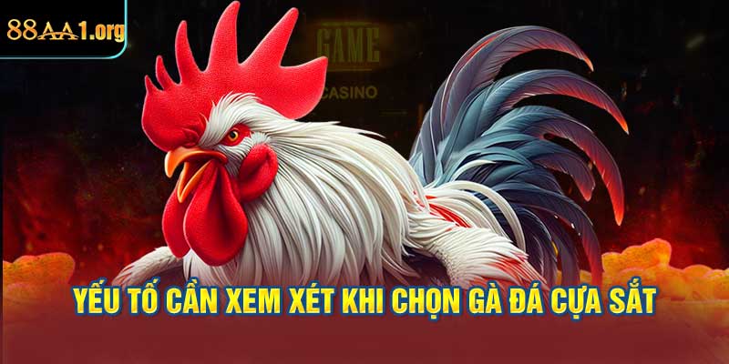 Các yếu tố cần xem xét khi chọn gà đá cựa sắt